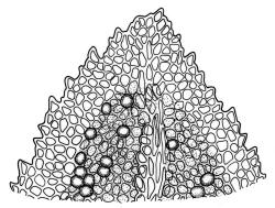 Fissidens dubius, leaf apex. Drawn from J.K. Bartlett 23383, WELT M007506.
 Image: R.C. Wagstaff © Landcare Research 2014 